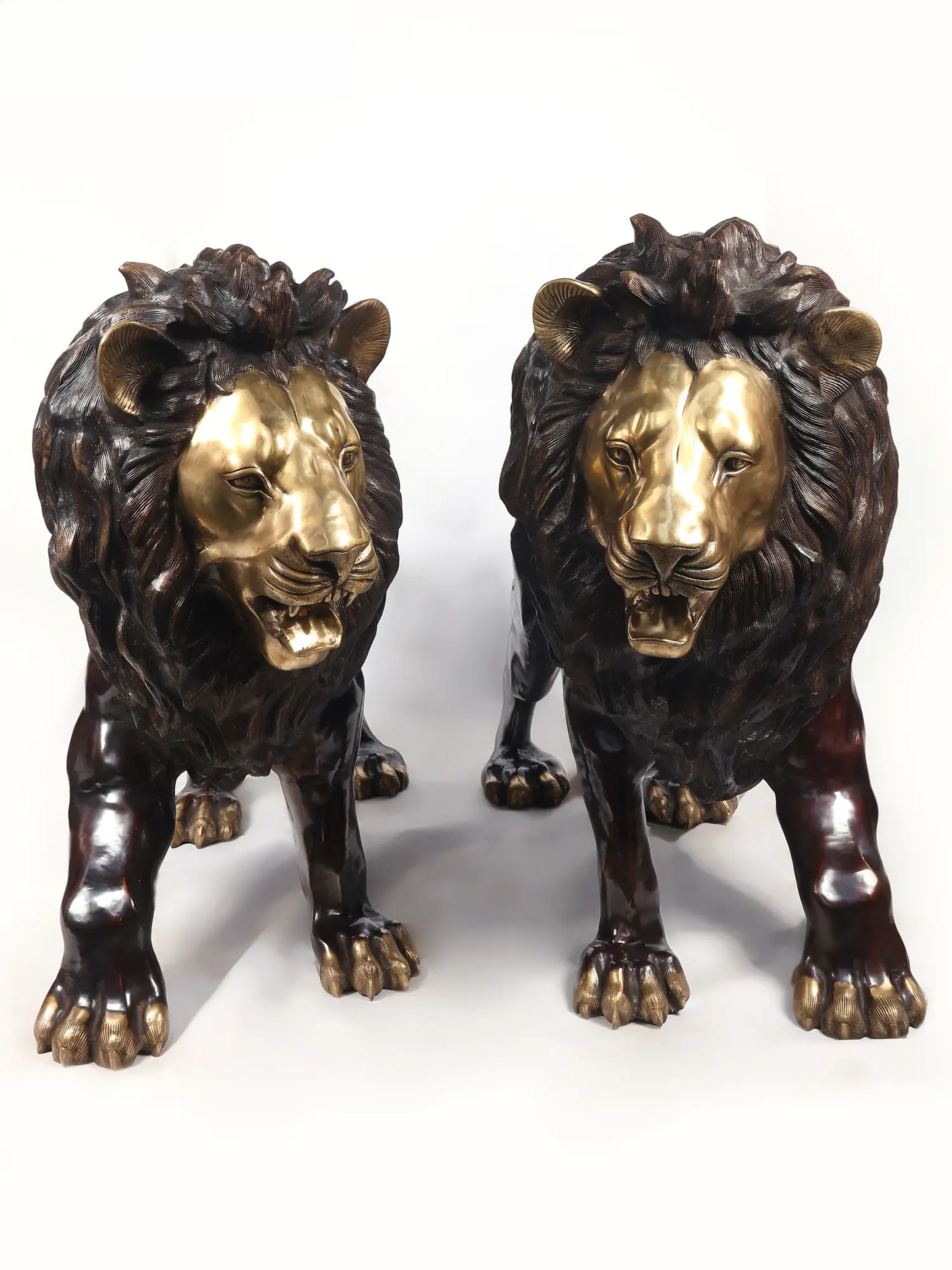 Brassaura® Pair of Roaring Lion Brass Sculptures | Handcrafted Statement Décor | Height 49 Inches & Weight 396 kgs