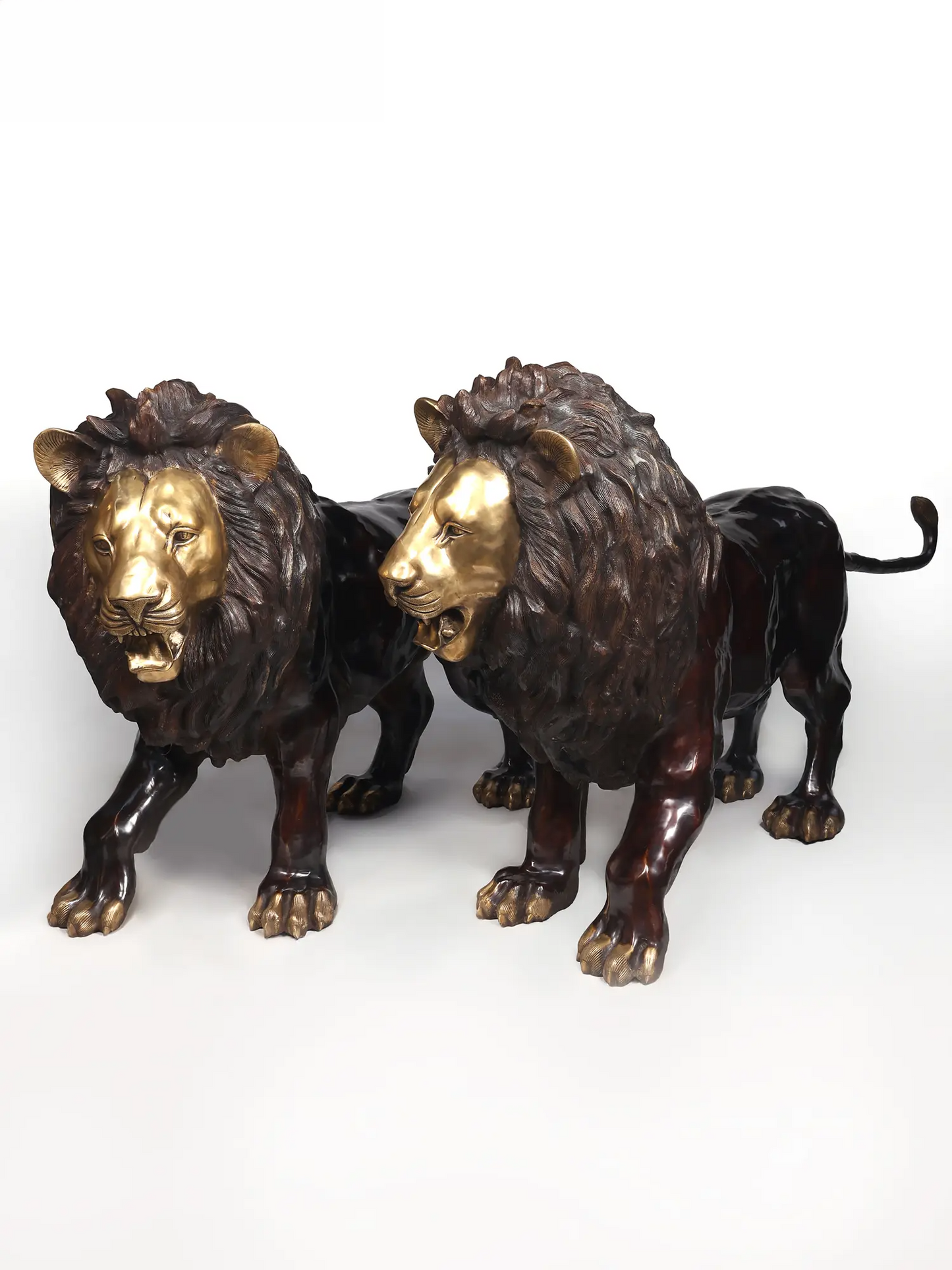 Brassaura® Pair of Roaring Lion Brass Sculptures | Handcrafted Statement Décor | Height 49 Inches & Weight 396 kgs